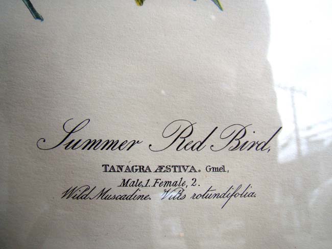 A very nice John J. Audabon framed reprint of Summer Red Birds from the Havell edition — image 3